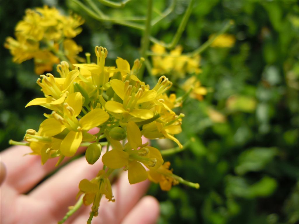 Prato di fiori gialli - cfr  Brassica rapa subsp. campestris